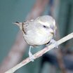 Maui Parrotbill